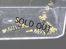 画像1: 013　H【スプリットタイムセール】BFT プラケース内丸ごとセット