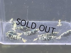 画像2: 002　C【スプリットタイムセール】アダルト種親メス多いBLACK BATICLE プラケース内丸ごとセット