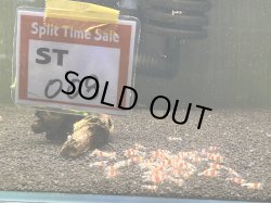 画像1: 008　H【スプリットタイムセール】ちびっこレッドビー選別外　70匹以上数補償 プラケース内丸ごとセット