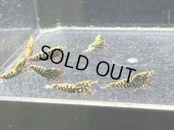 画像2: 017　H【スプリットタイムセール】ディープレッドギャラクシー プラケース内丸ごとセット