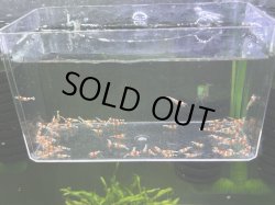 画像2: 008　H【スプリットタイムセール】ちびっこレッドビー選別外　70匹以上数補償 プラケース内丸ごとセット