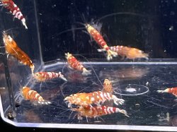 画像2: 006　C【スプリットタイムセール】レッドファンシータイガー選別外 プラケース内丸ごとセット