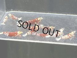 画像1: 016　H【スプリットタイムセール】RFT プラケース内丸ごとセット