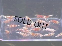 画像1: 001　C【スプリットタイムセール】キレイめレッドファンシータイガー プラケース内丸ごとセット