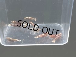 画像1: 009　A【スプリットタイムセール】ディープレッドナナシー全部アダルトメス プラケース内丸ごとセット