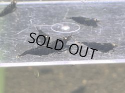 画像2: 010　C【スプリットタイムセール】ブラックダイヤオレンジアイ 2.0センチオーバー種親メスMIX プラケース内丸ごとセット