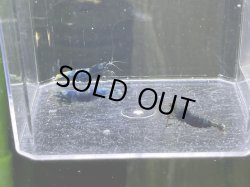 画像1: 015　H【スプリットタイムセール】マテリアルブルー種親メス 2.0-2.4センチ級 プラケース内丸ごとセット