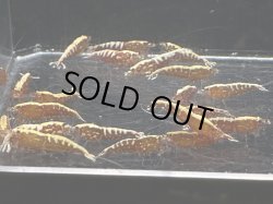 画像2: 003　C【スプリットタイムセール】メス多いレッドフィッシュボーンスターター プラケース内丸ごとセット