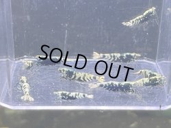 画像3: 002　C【スプリットタイムセール】アダルト種親メス多いBLACK BATICLE プラケース内丸ごとセット