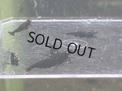 画像1: 010　C【スプリットタイムセール】ブラックダイヤオレンジアイ 2.0センチオーバー種親メスMIX プラケース内丸ごとセット