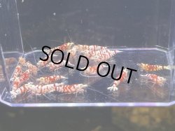 画像1: 018　C【スプリットタイムセール】キレイめレッドファンシータイガー プラケース内丸ごとセット