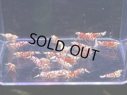 画像2: 001　C【スプリットタイムセール】キレイめレッドファンシータイガー プラケース内丸ごとセット