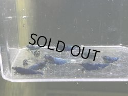 画像1: 005　C【スプリットタイムセール】マテリアルブルーアダルトメスMIX プラケース内丸ごとセット