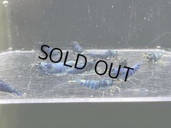 画像2: 005　C【スプリットタイムセール】マテリアルブルーアダルトメスMIX プラケース内丸ごとセット