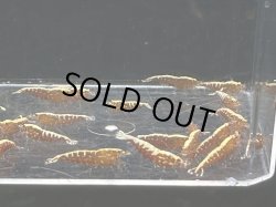 画像3: 003　C【スプリットタイムセール】メス多いレッドフィッシュボーンスターター プラケース内丸ごとセット