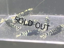 画像1: 024　C【スプリットタイムセール】全部アダルトメス個体 ブラックナナシー プラケース内丸ごとセット 