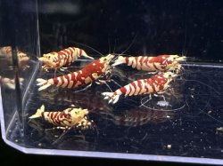 画像2: 029　A【スプリットタイムセール】ECOPIA RFT 種親クラス2.0-2.3cm プラケース内丸ごとセット 