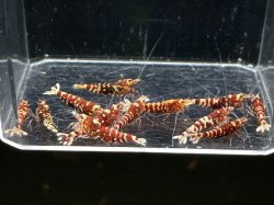 画像1: 030　A【スプリットタイムセール】ディープレッドナナシー全部アダルトメス プラケース内丸ごとセット