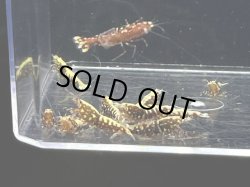 画像1: 022　C【スプリットタイムセール】きれい目抱卵ミックス レッドフィッシュボーン プラケース内丸ごとセット 