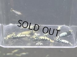 画像1: 023　C【スプリットタイムセール】ビッグサイズギャラクシーピント プラケース内丸ごとセット 