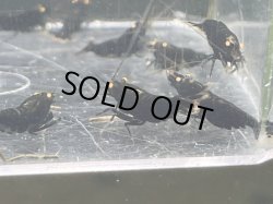 画像3: 025　C【スプリットタイムセール】ブラックダイヤ オレンジアイ プラケース内丸ごとセット 