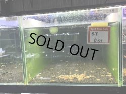 画像1: 021　C【スプリットタイムセール】色戻り待ちレッドフィッシュボーン 45水槽内丸ごとセット 