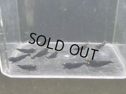 画像2: 025　C【スプリットタイムセール】ブラックダイヤ オレンジアイ プラケース内丸ごとセット 