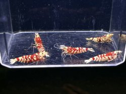 画像3: 029　A【スプリットタイムセール】ECOPIA RFT 種親クラス2.0-2.3cm プラケース内丸ごとセット 