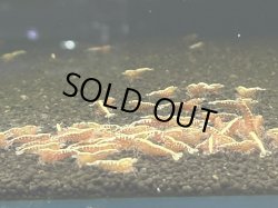 画像2: 021　C【スプリットタイムセール】色戻り待ちレッドフィッシュボーン 45水槽内丸ごとセット 