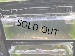 画像1: 027　C【スプリットタイムセール】きれい目レッドファンシータイガー 900水槽の個体をランダムで３等分（60匹〜70匹）＊3セット落札の場合は画像個体全てとなります