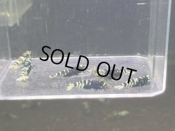 画像2: 024　C【スプリットタイムセール】全部アダルトメス個体 ブラックナナシー プラケース内丸ごとセット 