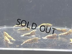 画像2: 022　C【スプリットタイムセール】きれい目抱卵ミックス レッドフィッシュボーン プラケース内丸ごとセット 