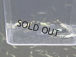 画像2: 023　C【スプリットタイムセール】ビッグサイズギャラクシーピント プラケース内丸ごとセット 