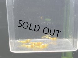 画像2: 031　A【スプリットタイムセール】CGSハイグレードブリードセット プラケース内丸ごとセット