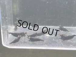 画像1: 025　C【スプリットタイムセール】ブラックダイヤ オレンジアイ プラケース内丸ごとセット 