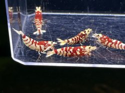 画像1: 029　A【スプリットタイムセール】ECOPIA RFT 種親クラス2.0-2.3cm プラケース内丸ごとセット 