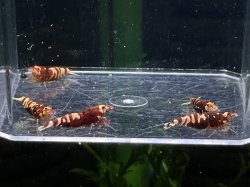 画像3: 044　K【スプリットタイムセール】DEEP RED NANACY 全部アダルトメス プラケース内丸ごとセット