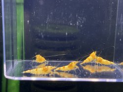 画像1: 042　K【スプリットタイムセール】CGSブリードセット プラケース内丸ごとセット