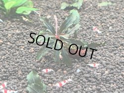 画像1: 039　A【スプリットタイムセール】草