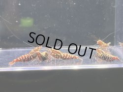 画像2: 048　K【スプリットタイムセール】ディープレッドギャラクシー 全部メス プラケース内丸ごとセット