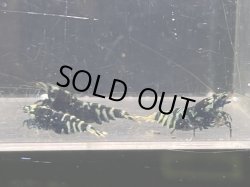 画像1: 049　C【スプリットタイムセール】ブラックナナシー種親 全部メス プラケース内丸ごとセット