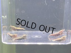 画像2: 043　K【スプリットタイムセール】DEEP RED GALAXY 全部アダルトメス プラケース内丸ごとセット