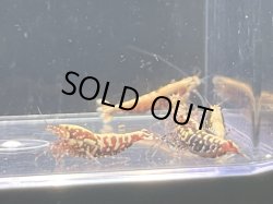 画像1: 048　K【スプリットタイムセール】ディープレッドギャラクシー 全部メス プラケース内丸ごとセット