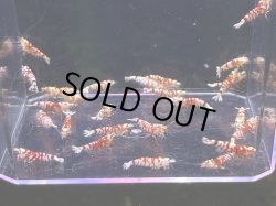 画像2: 050　C【スプリットタイムセール】キレイなレッドファンシー プラケース内丸ごとセット ※今週の出品は終了となります