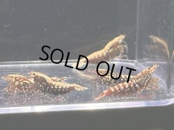 画像3: 048　K【スプリットタイムセール】ディープレッドギャラクシー 全部メス プラケース内丸ごとセット