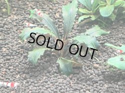 画像1: 036　A【スプリットタイムセール】草