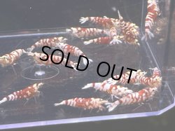 画像1: 050　C【スプリットタイムセール】キレイなレッドファンシー プラケース内丸ごとセット ※今週の出品は終了となります