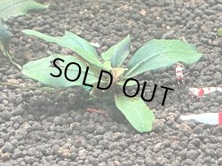 画像1: 037　A【スプリットタイムセール】草