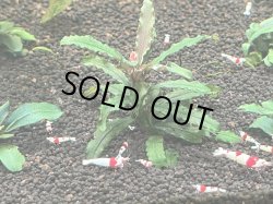 画像1: 038　A【スプリットタイムセール】草