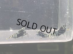 画像2: 049　C【スプリットタイムセール】ブラックナナシー種親 全部メス プラケース内丸ごとセット